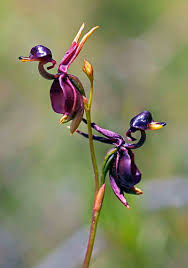 duck_orchid.jpe
