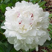 peonies