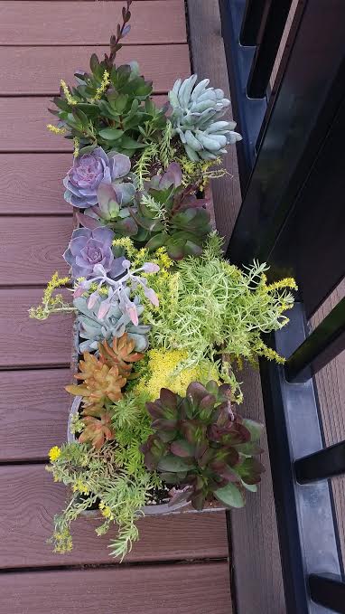 succulents_in_boston.jpe